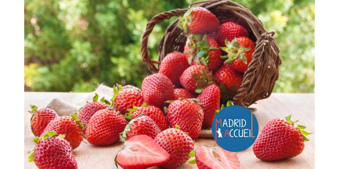Cueillette de fraises