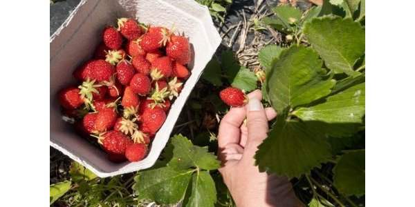 La cueillette des fraises Mara des bois à la Finca Monjarama