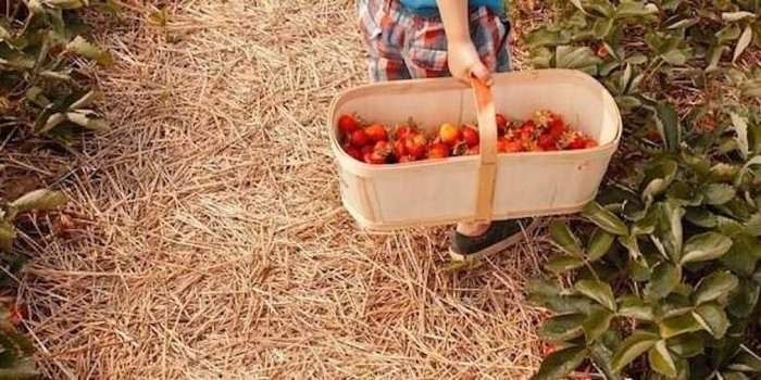 Cueillette de fraises avec les enfants