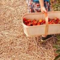 Cueillette de fraises avec les enfants - Mercredi 2 juin 2021 de 15h30 à 17h30