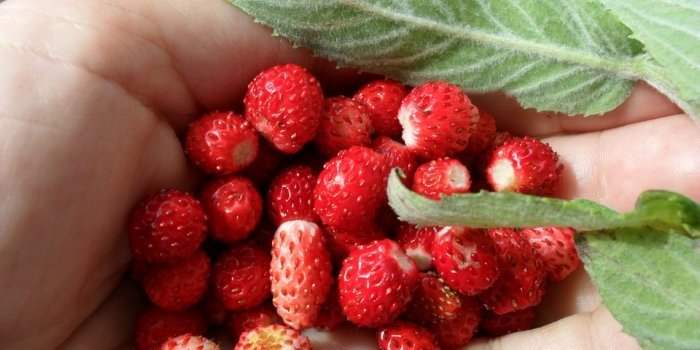 Cueillette de fraises