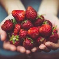 Cueillette de fraises - Samedi 3 juin 2023 de 10h30 à 12h30