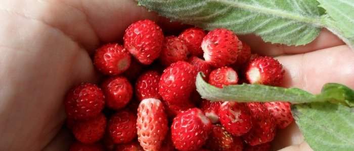 Cueillette de fraises