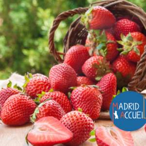 Cueillette de fraises