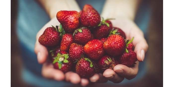 Cueillette de Fraises