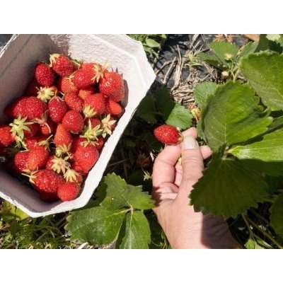 La cueillette des fraises Mara des bois à la Finca Monjarama La cueillette des fraises Mara des bois à la Finca Monjarama