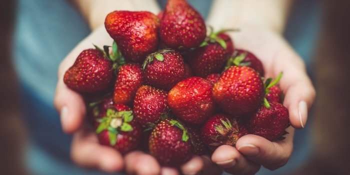 Cueillette de fraises