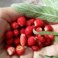 Cueillette de fraises - Samedi 4 juin de 10h30 à 12h30
