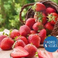 Cueillette de fraises - Samedi 24 mai de 10h30 à 12h30