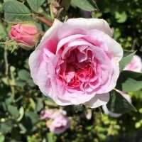 Atelier Huiles Essentielles - Mardi 14 juin 2022 de 10h00 à 12h00